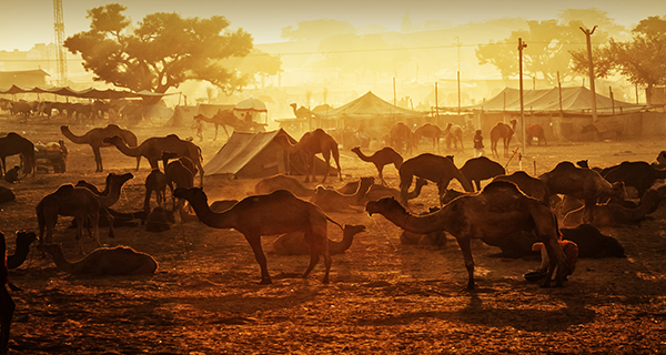 ¿Cómo llegar a la Feria del Camello de Pushkar?