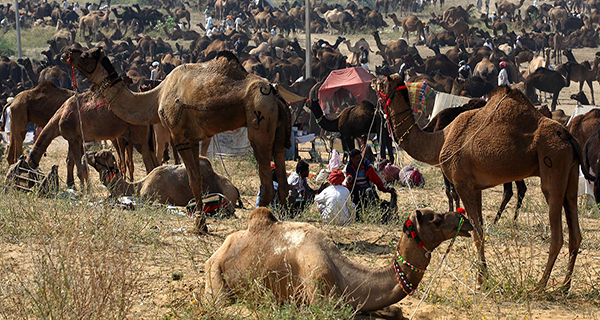 ¿Qué son los puntos más destacados de la Feria del Camello de Pushkar? 