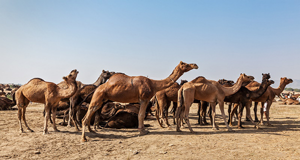 Feria del Camello de Pushkar