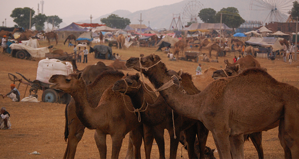 ¿Qué son los puntos más importantes para la Feria del Camello de Pushkar?