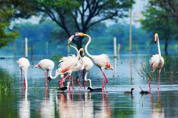 Santuario de aves de Bharatpur: un reino de los cielos para la observación de aves.