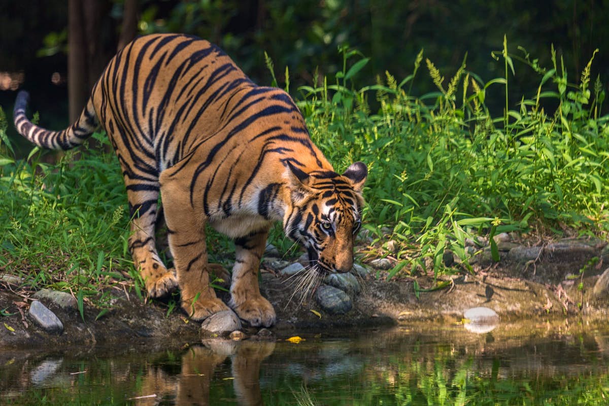 Cinco mejor lugares para ver el Tigre en India