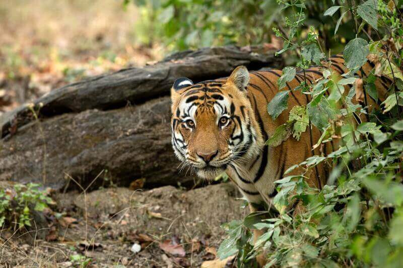 El Parque Nacional de Kanha