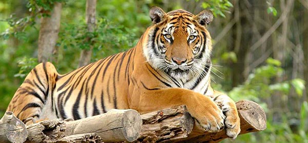 India 10 de los santuarios de vida silvestre y parques nacionales favoritos