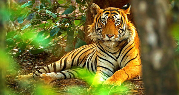 Tigre Observando la Vida Silvestre Viajes