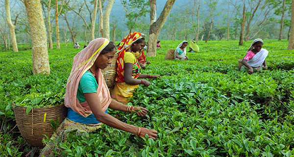 Tour de degustación de té en Assam 