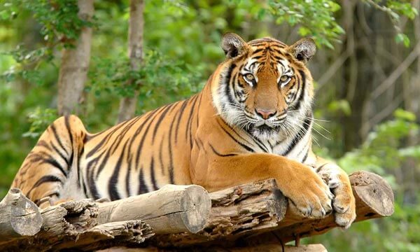 Paquete Turístico de Observación de Tigres
